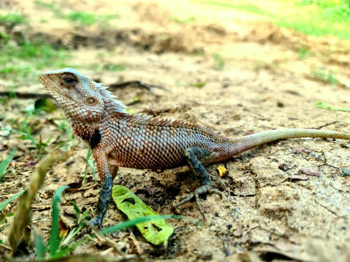 Humbhaha Jungle Yala Nature Eco Resort Kataragama Eksteriør bilde