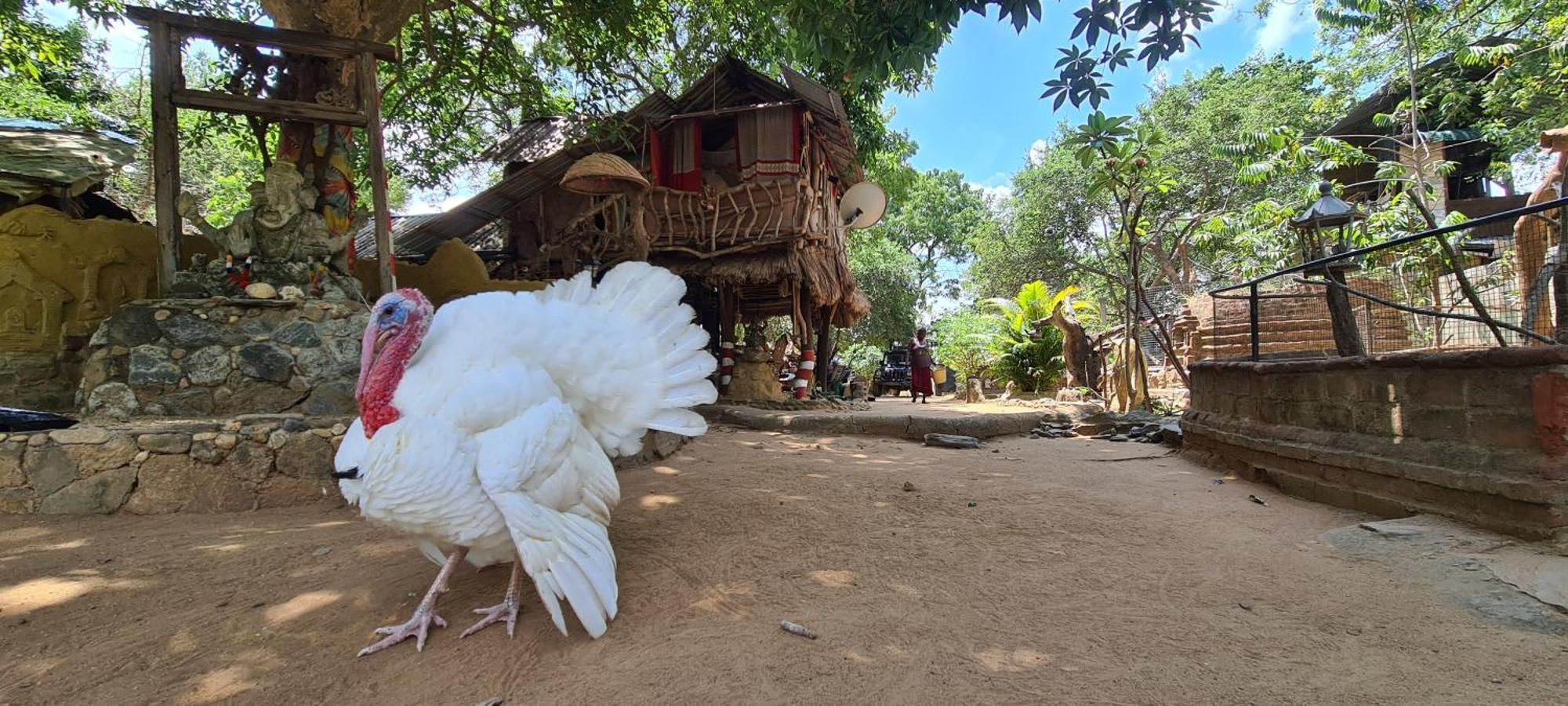 Humbhaha Jungle Yala Nature Eco Resort Kataragama Eksteriør bilde