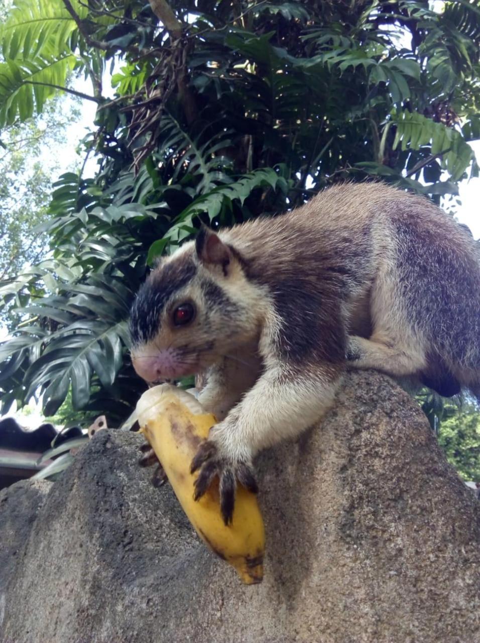 Humbhaha Jungle Yala Nature Eco Resort Kataragama Eksteriør bilde