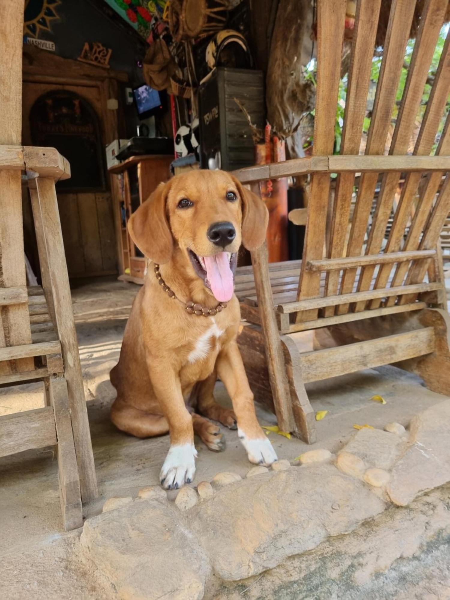 Humbhaha Jungle Yala Nature Eco Resort Kataragama Rom bilde