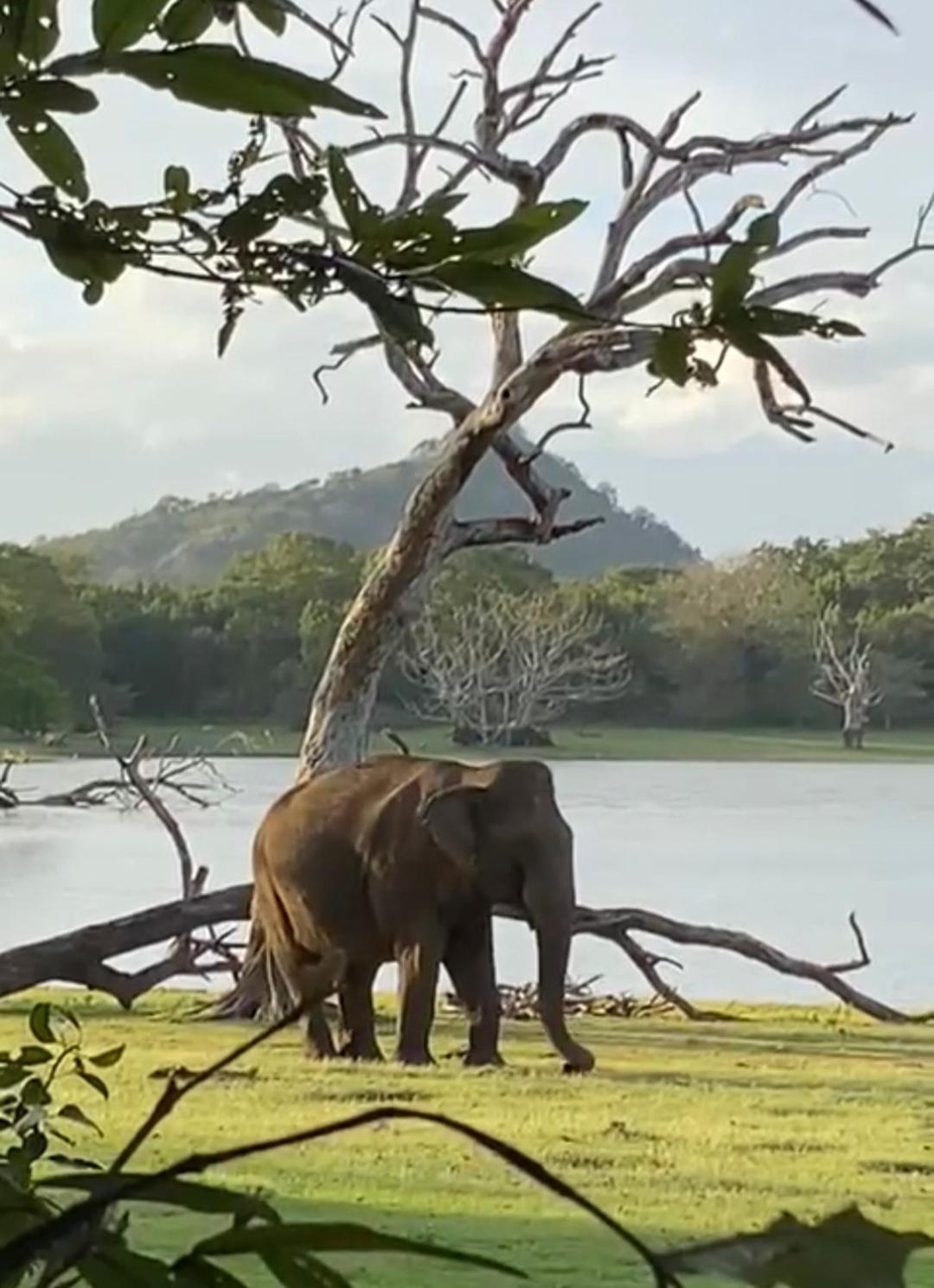 Humbhaha Jungle Yala Nature Eco Resort Kataragama Eksteriør bilde