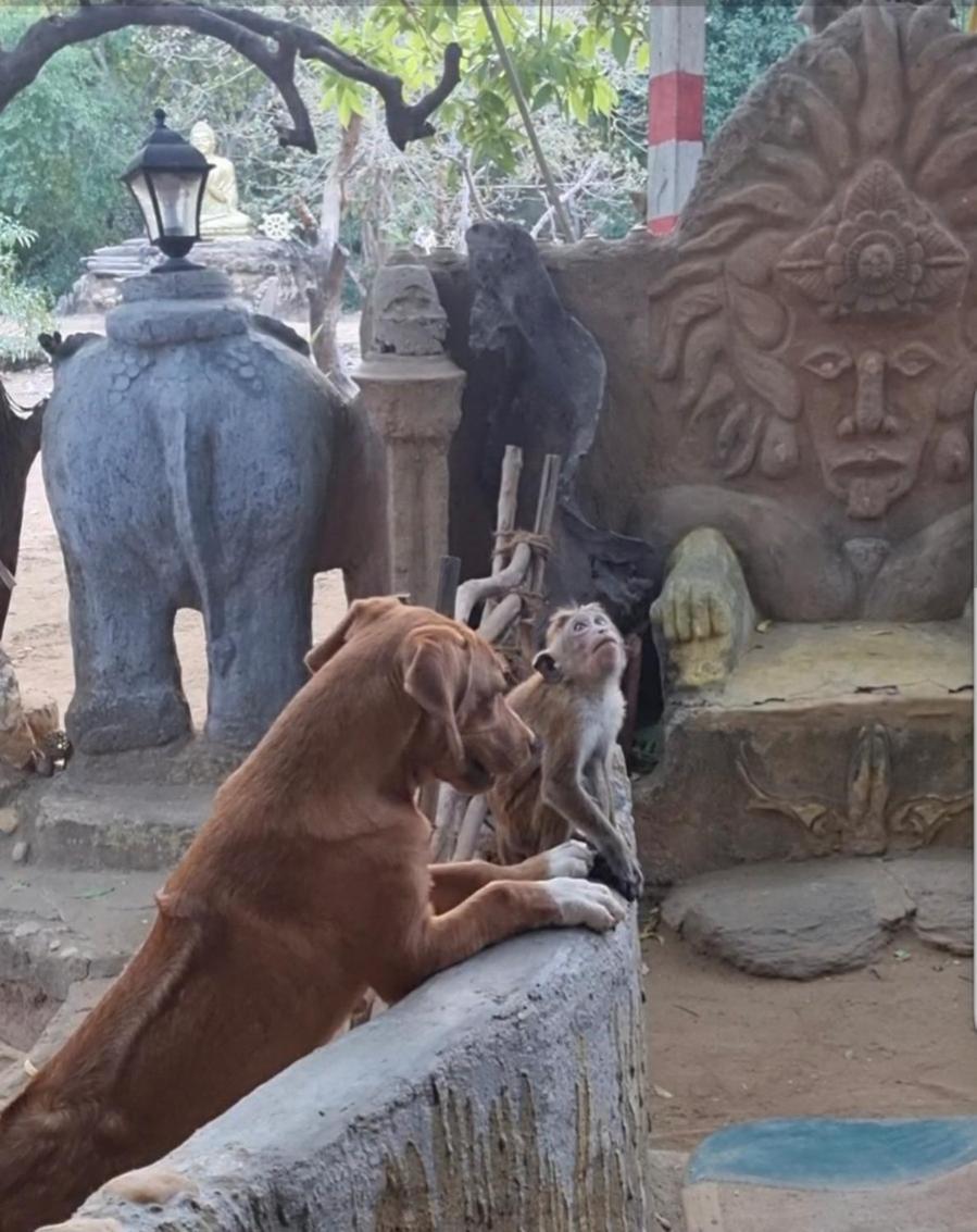 Humbhaha Jungle Yala Nature Eco Resort Kataragama Eksteriør bilde