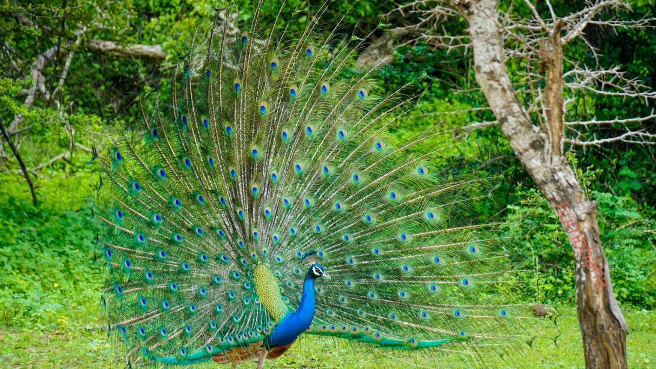 Humbhaha Jungle Yala Nature Eco Resort Kataragama Eksteriør bilde