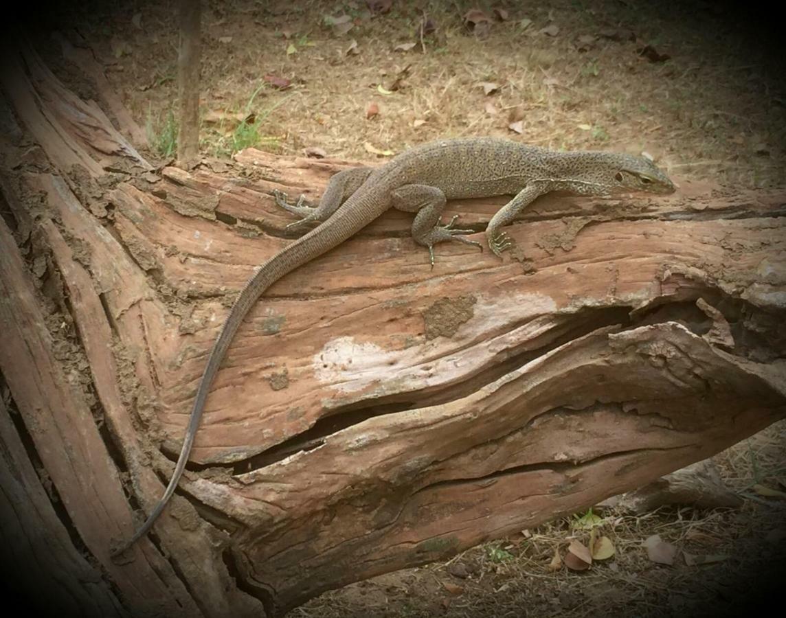 Humbhaha Jungle Yala Nature Eco Resort Kataragama Eksteriør bilde